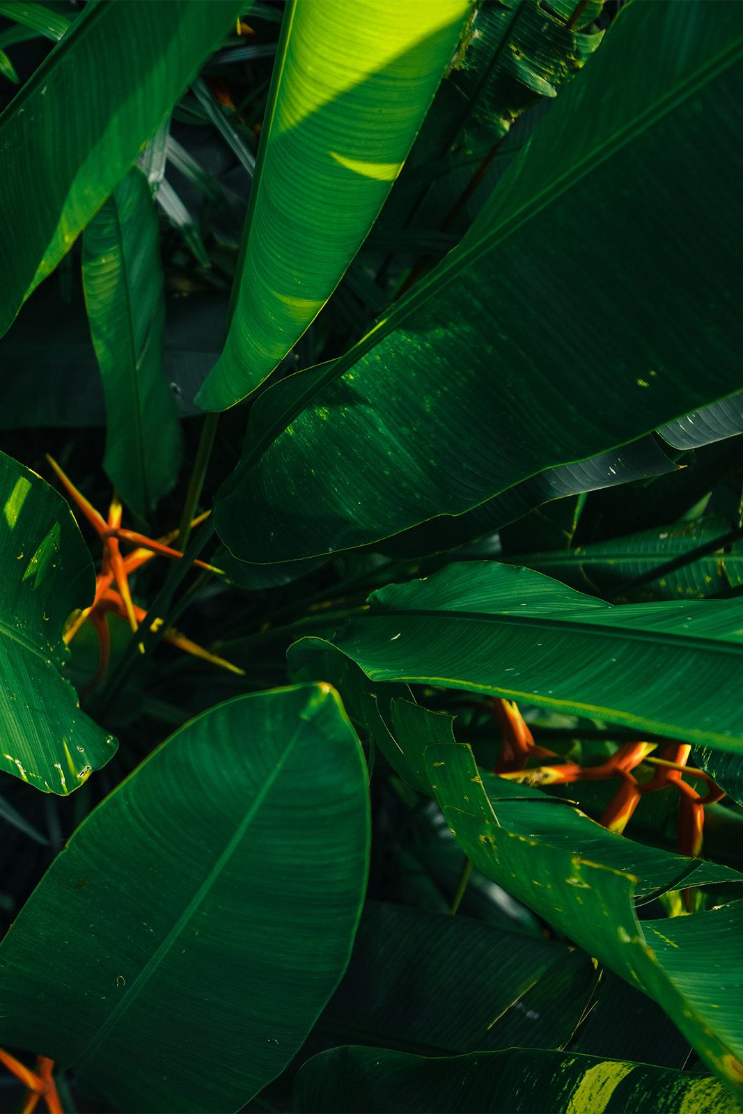 Фукуок — тропический остров Вьетнама в Сиамском заливе, окружённый десятками небольших островков с живыми коралловыми рифами.