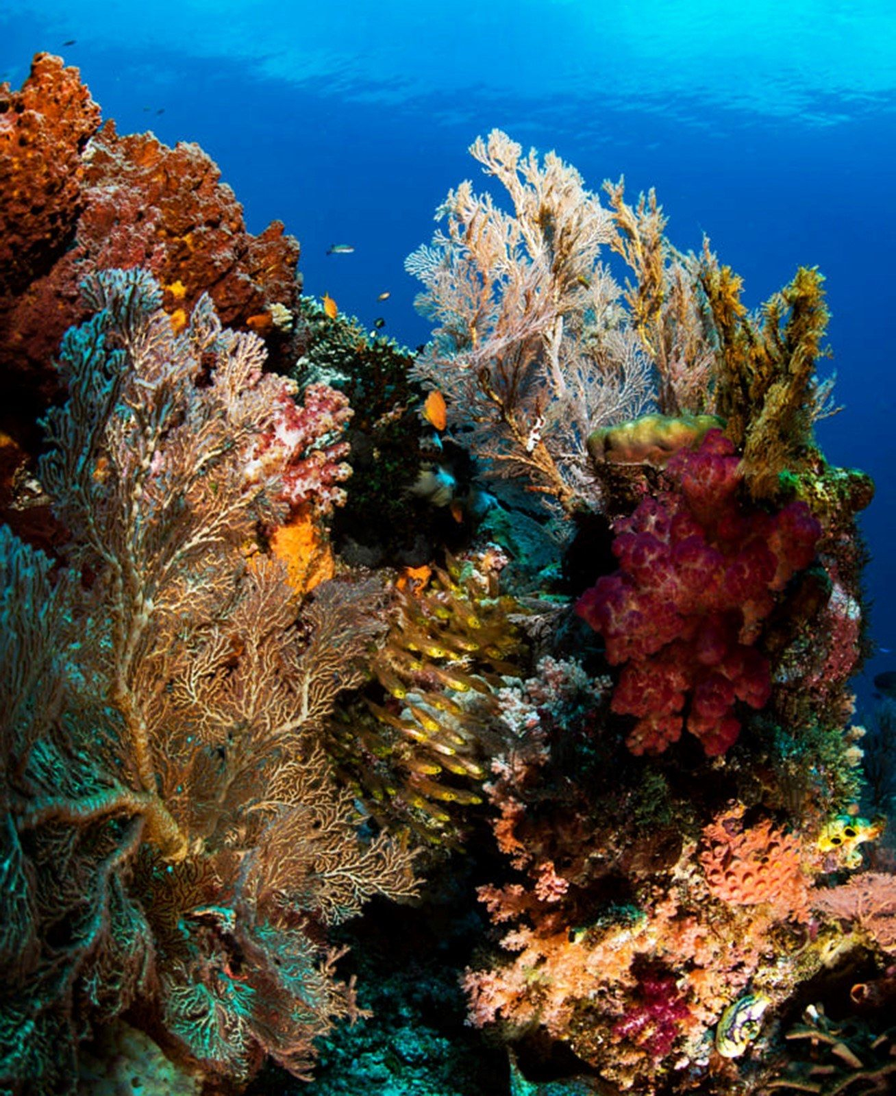 Коралловые рифы Фукуока тянутся вдоль побережья и южных островов архипелага Антхой: более 470 гектаров коралловых садов с десятками видов рыб, морских звёзд, ежей и ракообразных.