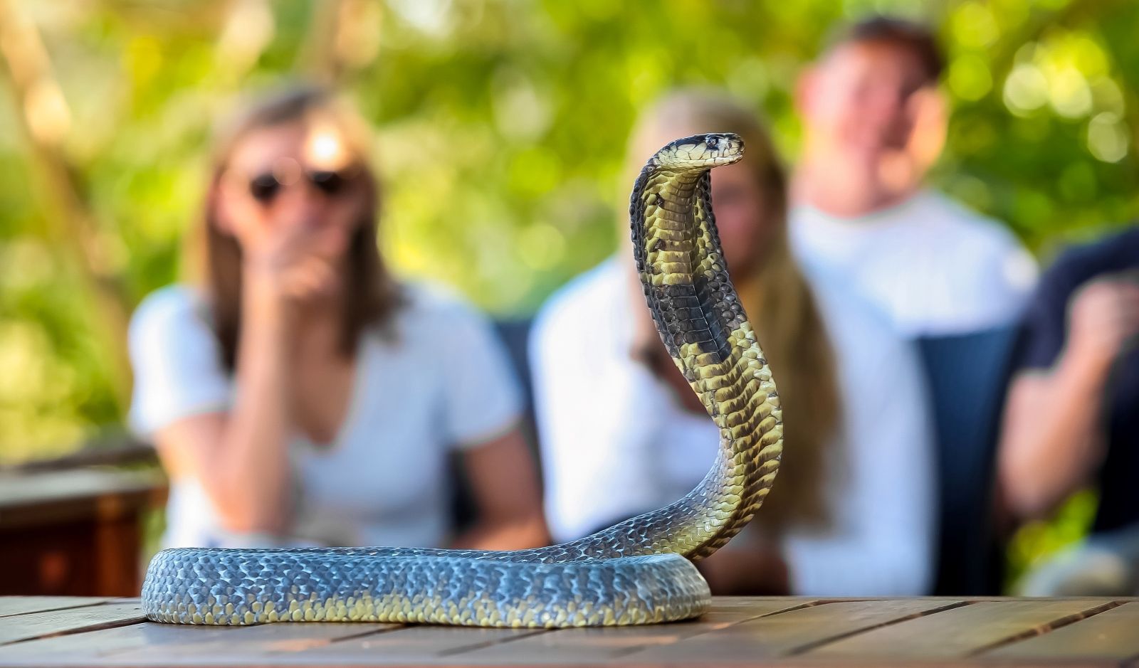 Экскурсия на Змеиную ферму на Фукуоке объединяет познавательный и природный аспекты: защищённая территория более 27 гектаров, редкие рептилии и ботанический сад лекарственных культур.