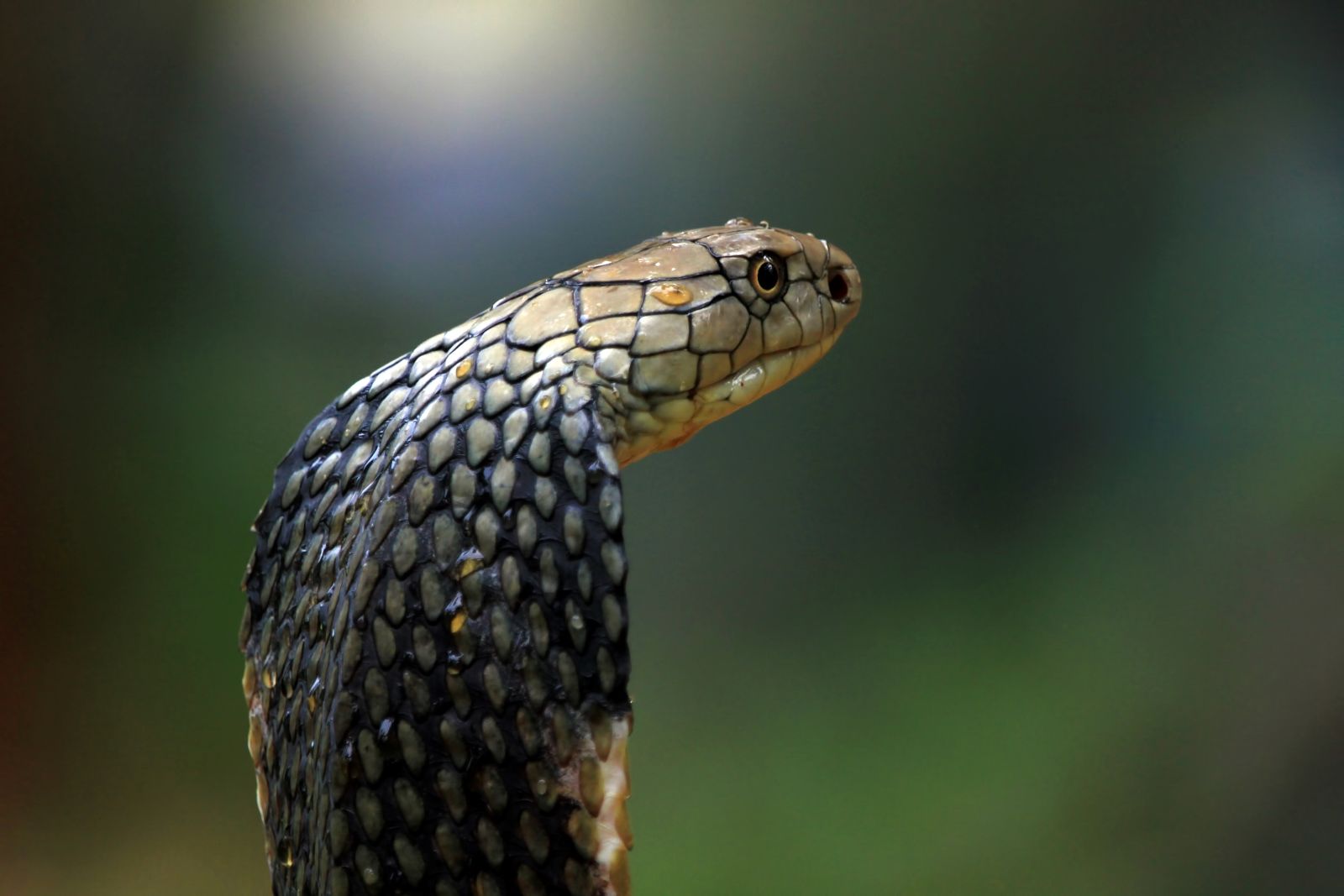 Змеиная ферма Фукуока: вы увидите сотни змей, включая индийских и королевских кобр, узнаете о сборе яда для препарата Cobratoxan и пройдёте по саду лекарственных растений.