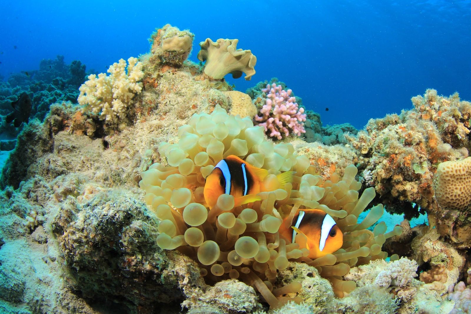 Экскурсия TianaTours: морской круиз на катамаране с отправлением из порта Антхой, сноркелингом на коралловых рифах и мягким закатом в Сиамском заливе Фукуока