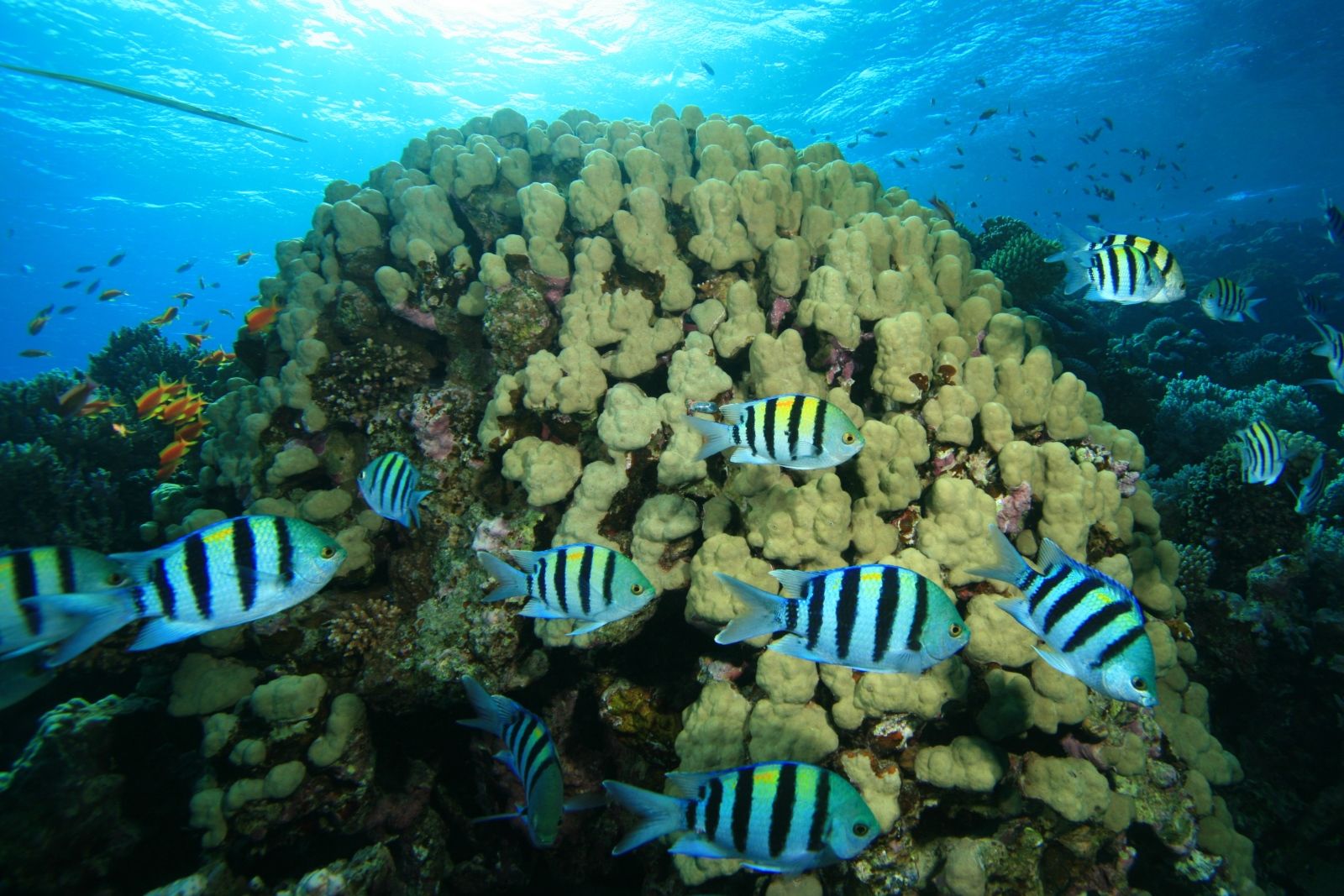 Морской круиз Фукуок с лучшим сноркелингом у острова Гам Ги, где на мелководье живут мозговидные и ветвистые кораллы и яркие тропические рыбы