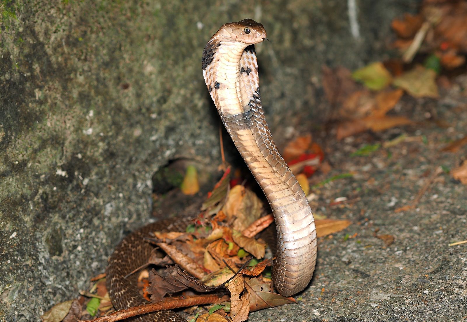 Территория Змеиной фермы Фукуока — более 27 гектаров садов и вольеров: редкие виды змей, другие животные и коллекция лекарственных растений, раскрывающая природный и научный потенциал острова.