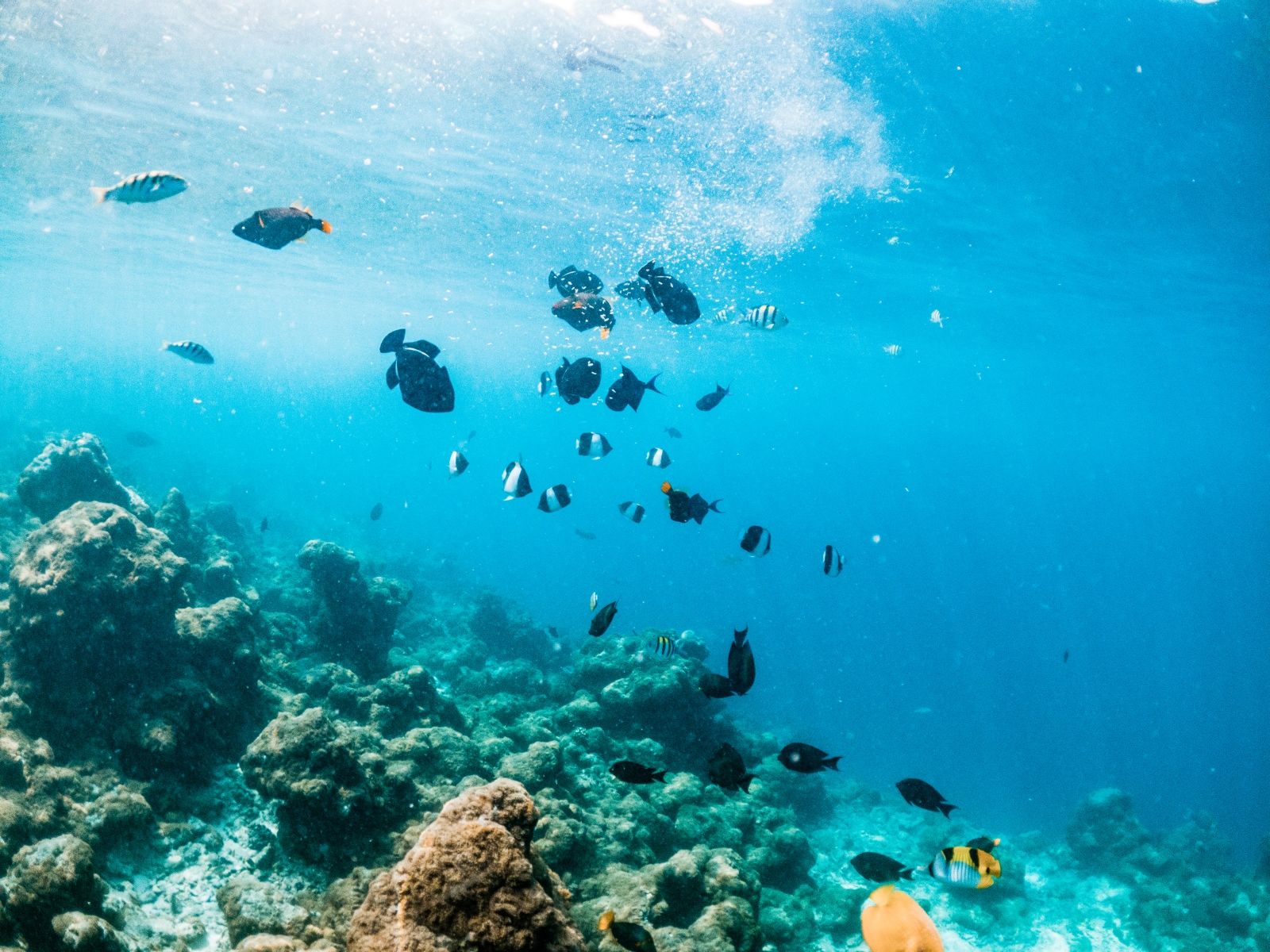 Катамаранный тур по Фукуоку для тех, кто ищет живые коралловые рифы без толпы: Гам Ги и Май Рут остаются спокойными даже в сезон и подходят для сноркелинга