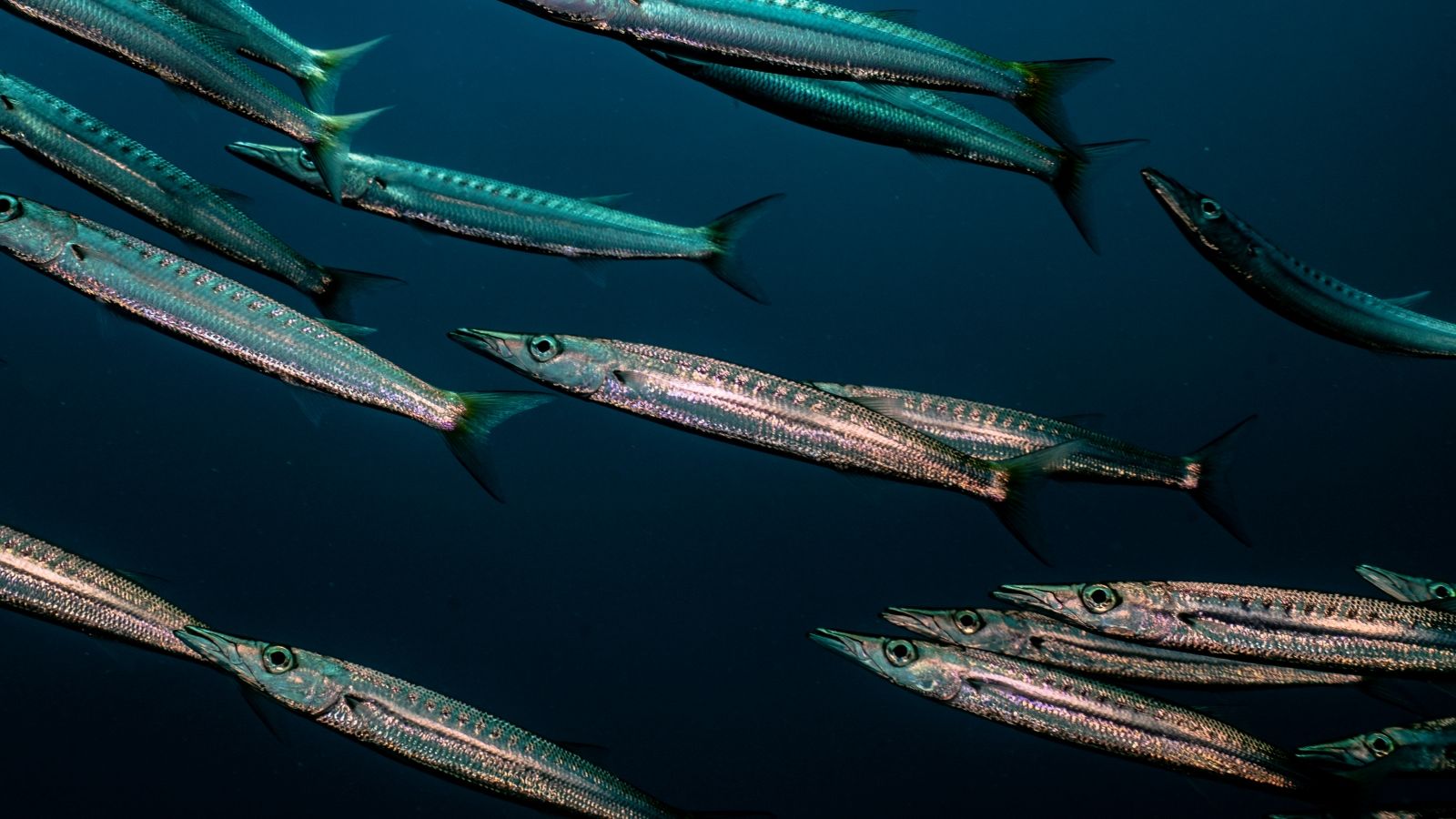 Барракуда — один из частых трофеев глубокой морской рыбалки у архипелага Антхой: хищная, стремительная рыба, которую можно поймать на глубине на переходах от песчаных участков к каменистым грядам.