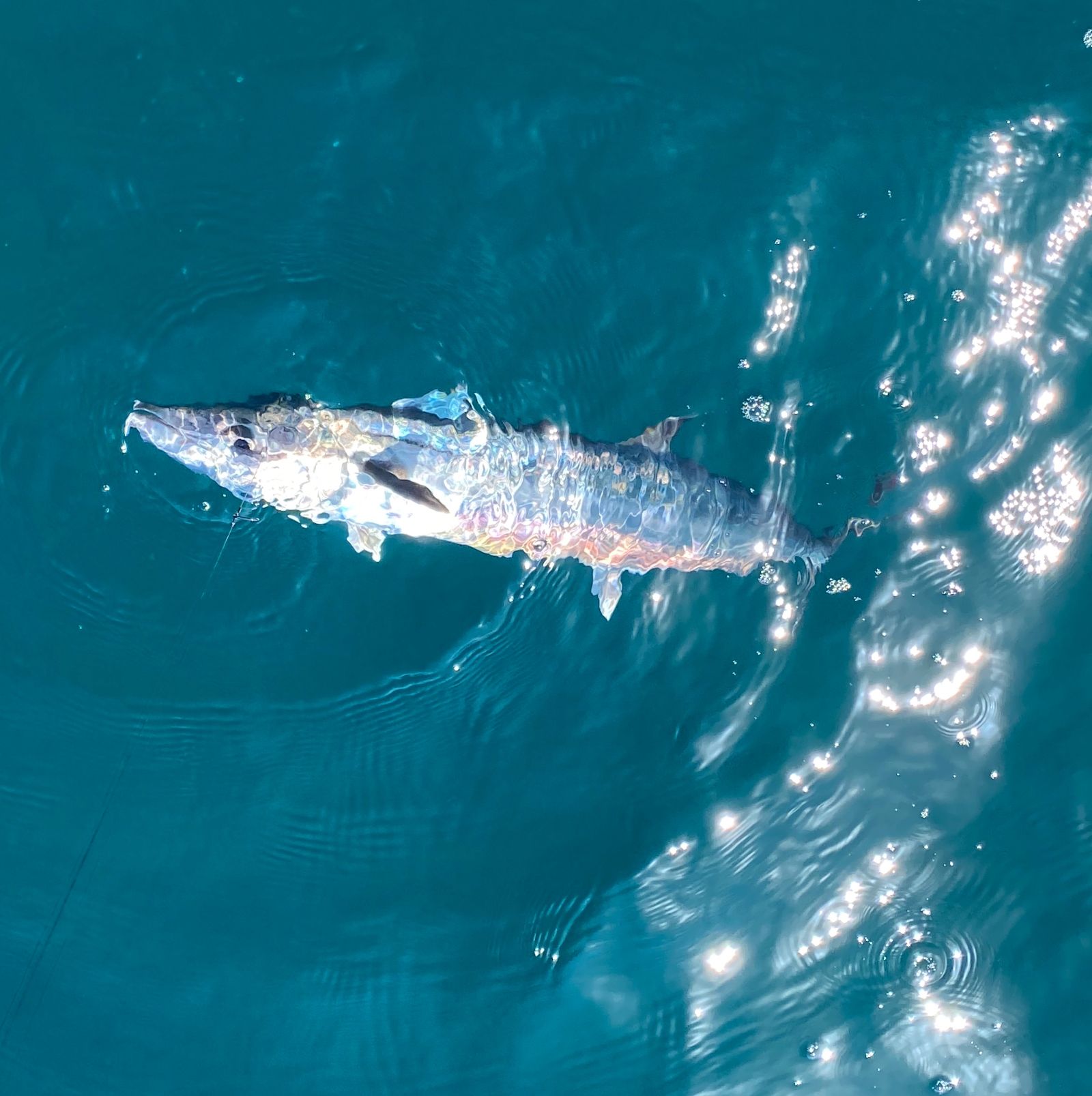 Барракуда — стремительный хищник, которого можно поймать на глубоководной рыбалке у архипелага Антхой, когда катер работает по активным точкам с выраженным течением.