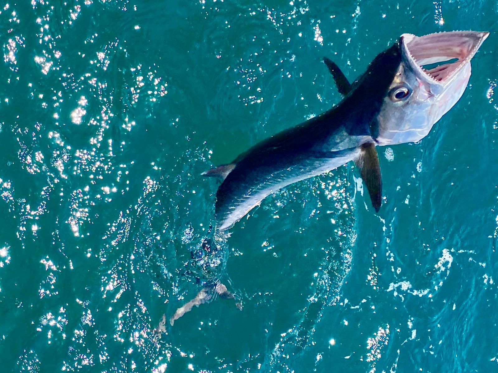 Глубоководная рыбалка с Фукуока у архипелага Антхой: утренние и вечерние выходы в море, поиск хищной рыбы по эхолоту, завтрак и горячий обед или ужин с барбекю из свежего улова на катере.