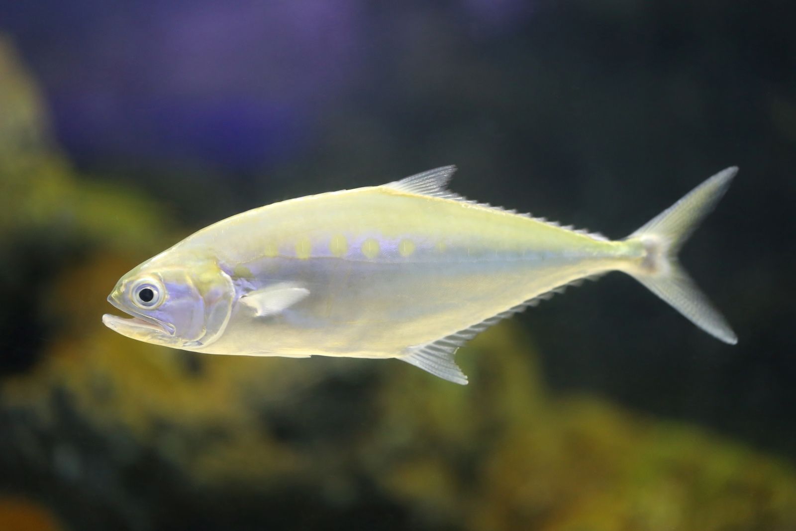 Таланг (Talang queenfish, Scomberoides commersonnianus) в водах у архипелага Антхой: мощный пелагический хищник, которого можно поймать на глубинной морской рыбалке с Фукуока во время тура на катере с эхолотом.