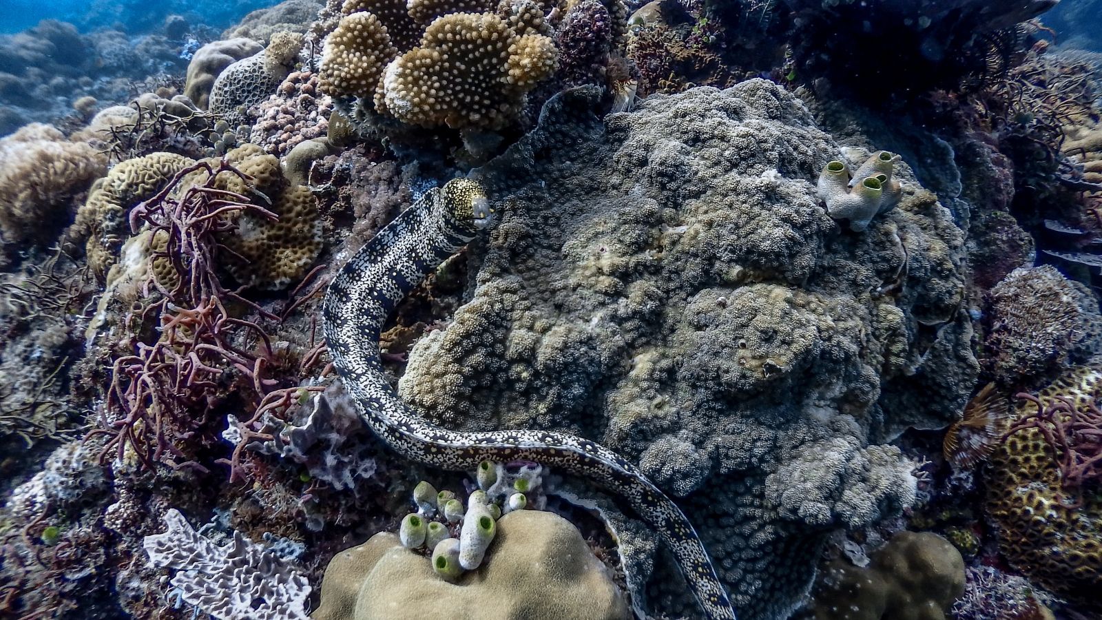 Звёздчатую мурену иногда удаётся поймать на глубокой морской рыбалке у южных островов Фукуока: змеевидное тело, мощная челюсть и привычка прятаться в камнях делают её особенным трофеем.
