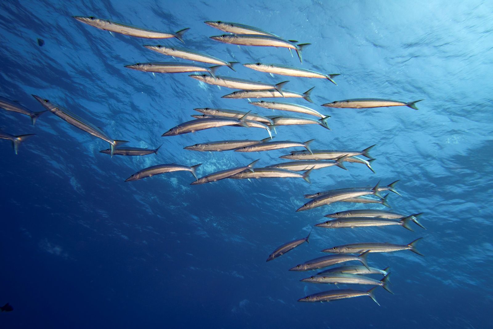 Морская рыбалка с Фукуока у южных островов Антхой: катер работает по точкам, выбранным по рельефу дна и эхолоту, а вы пробуете себя в настоящей охоте на барракуду, кобию, групера и тревалли.