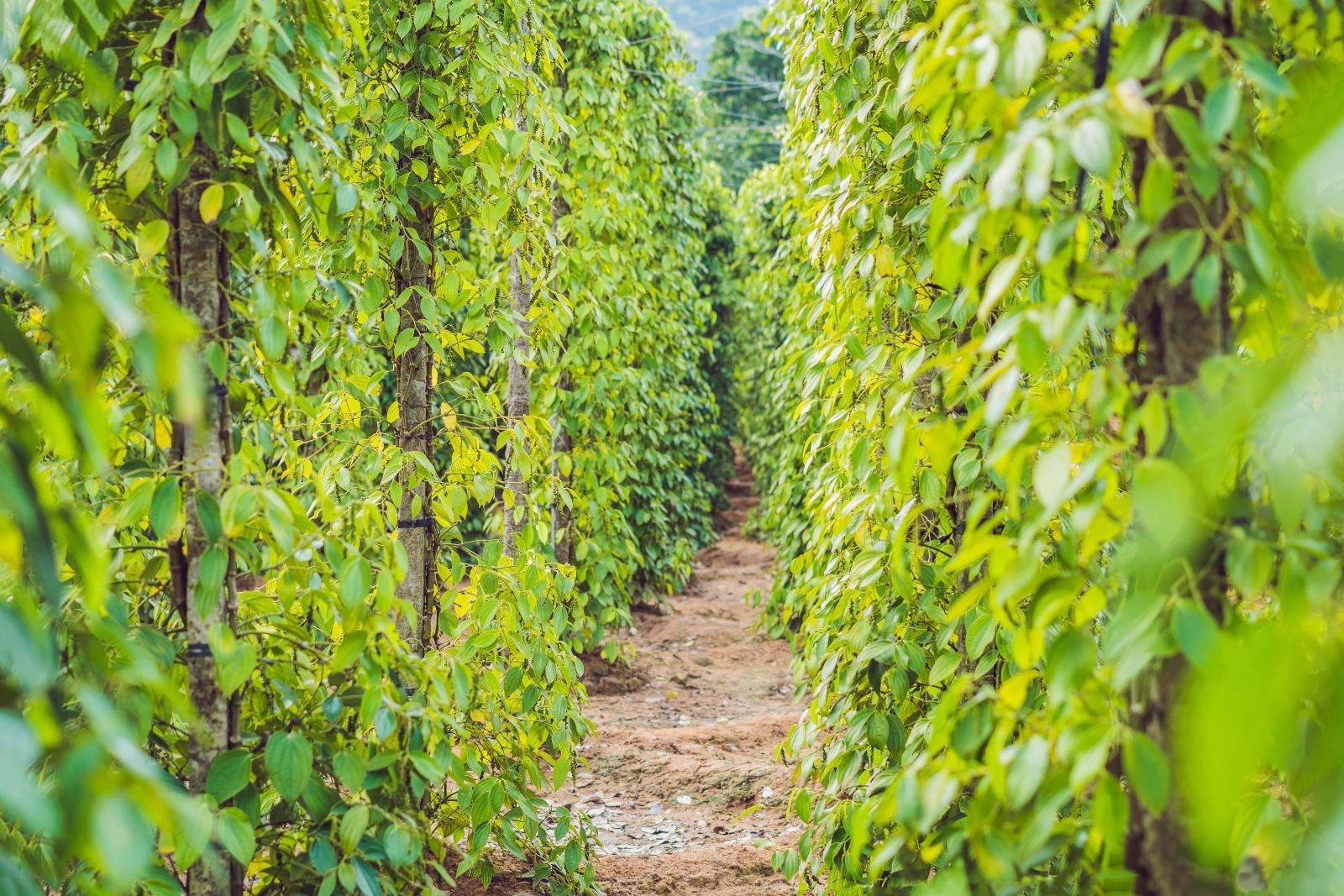 Фукуокский перец как гастрономический символ острова: вы увидите этапы выращивания и сушки, узнаете разницу между чёрным, красным и зелёным перцем и сможете купить специи напрямую у фермеров.