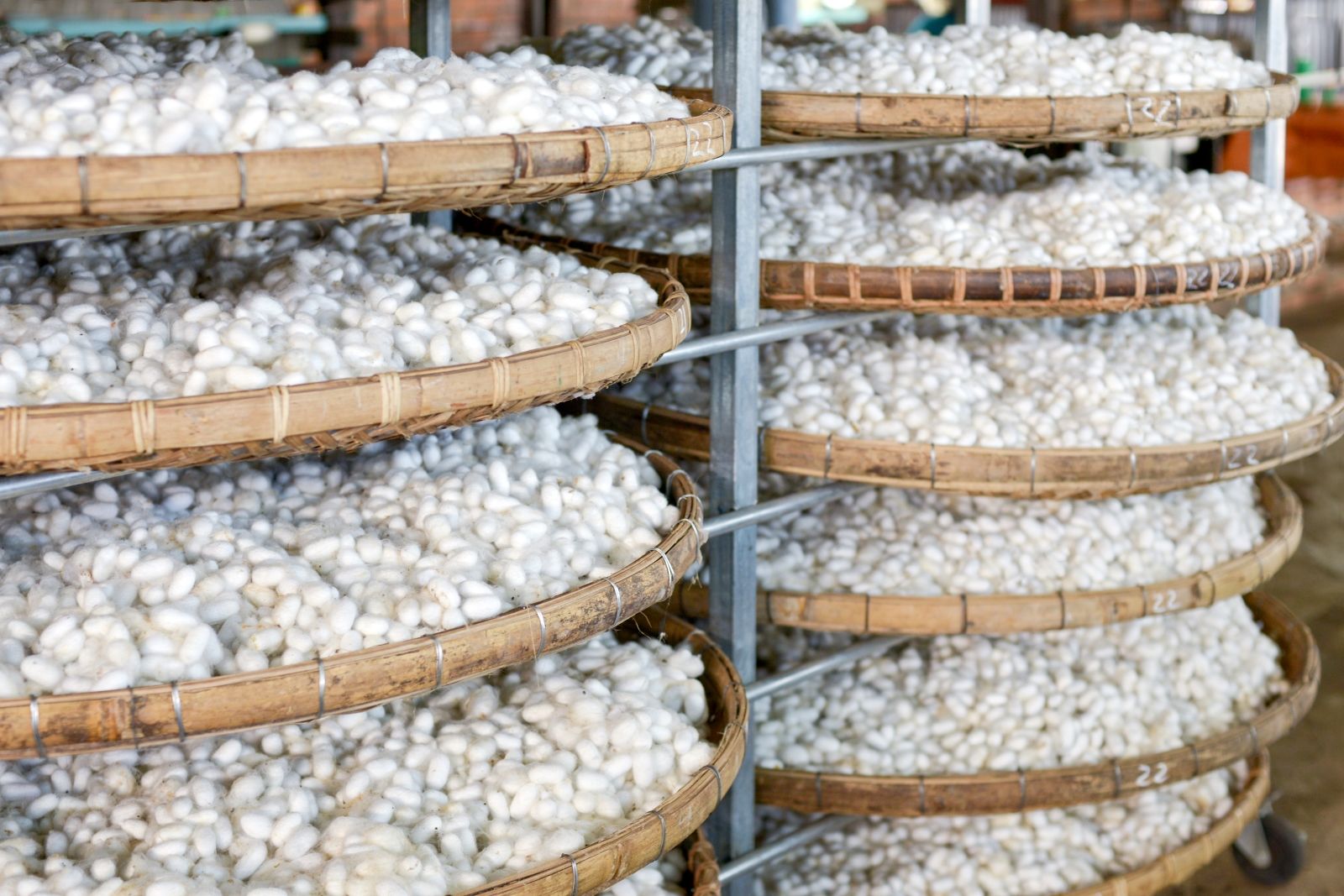 Экскурсия в шёлковый центр: вы увидите, как из кокона получают нить, как её скручивают и переплетают на станках, от чего зависят плотность, блеск и рисунок традиционных шёлковых тканей Вьетнама.