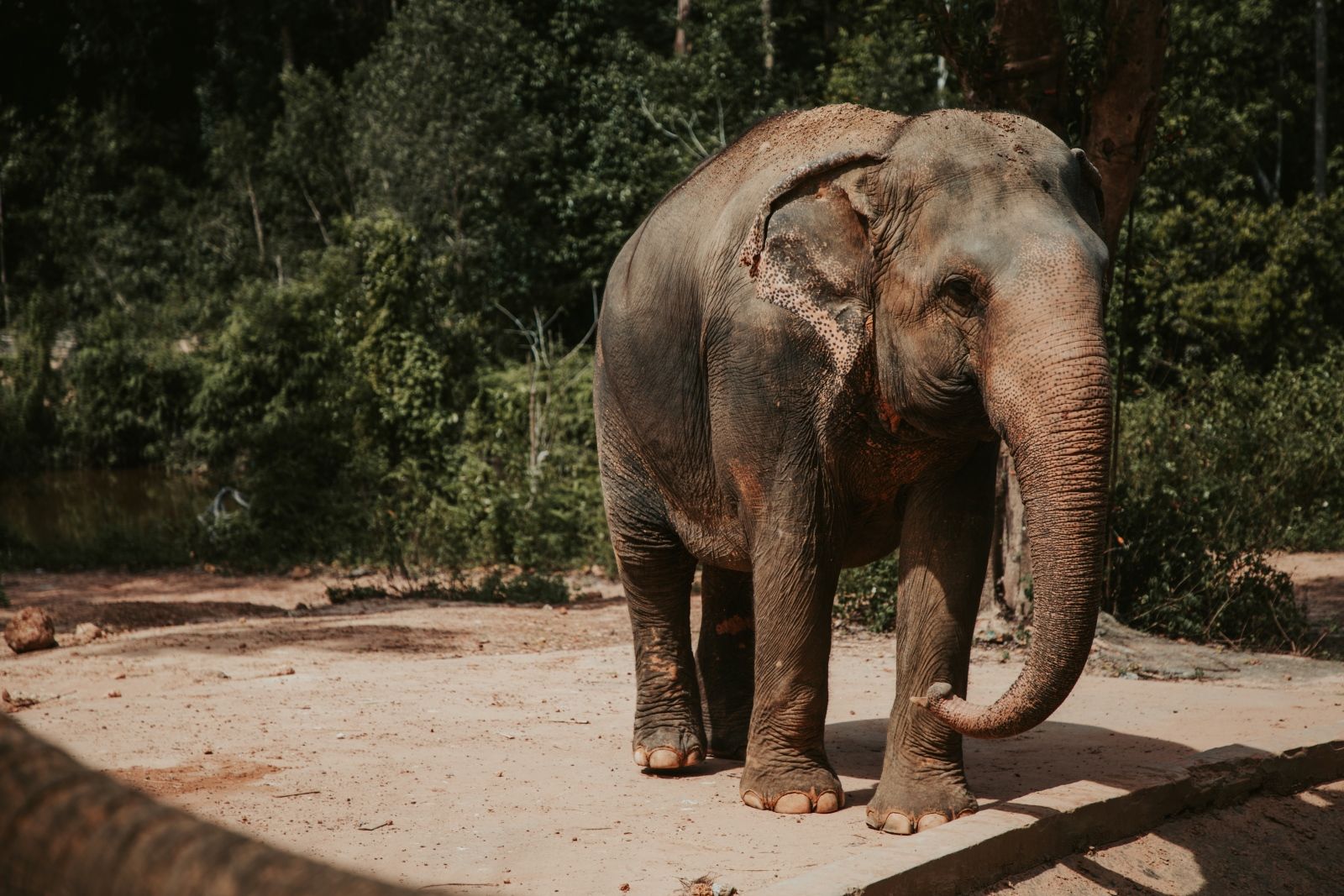 Азиатский слон в Vinpearl Safari Phu Quoc во время экскурсии «Сафари-парк и пляж морских звёзд»: просторный вольер полусвободного содержания, природный ландшафт и возможность увидеть животных максимально близко к их естественной среде.