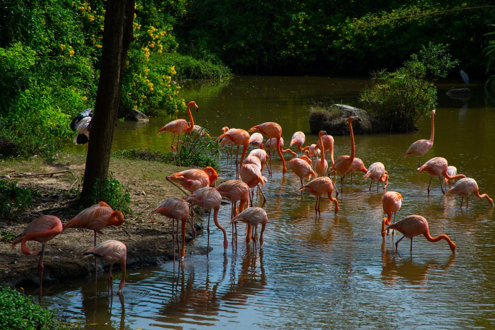 Колония американских фламинго в Vinpearl Safari Phu Quoc: ярко-розовые птицы на мелководье, отражения в воде и тропическая зелень вокруг — один из самых фотогеничных уголков сафари-парка на Фукуоке.