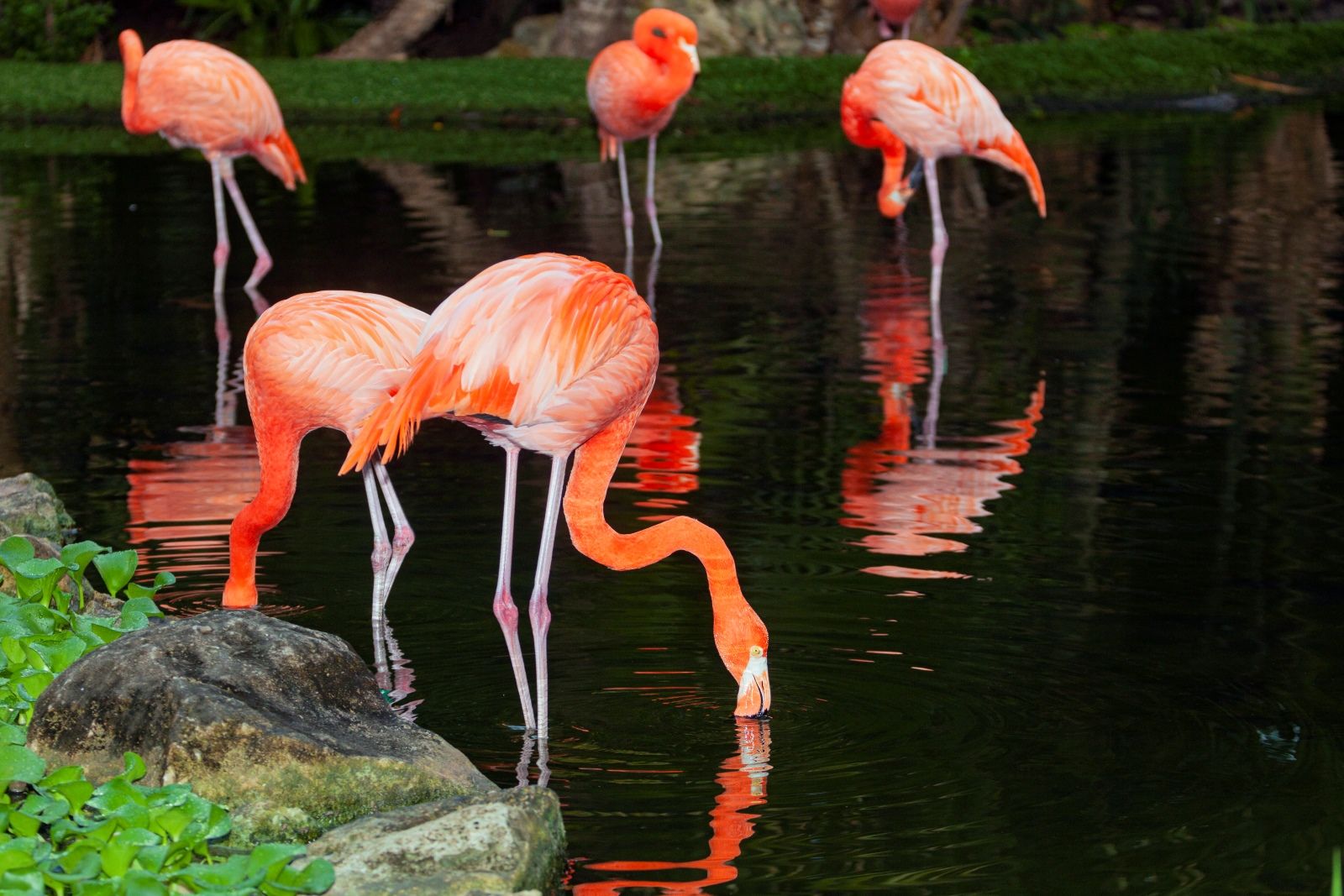 Фламинго в Vinpearl Safari Phu Quoc, выстроившиеся вдоль берега: сочетание розового оперения, зелени и воды создаёт кадры уровня журнала о природе, которые туристы увозят с северного Фукуока.