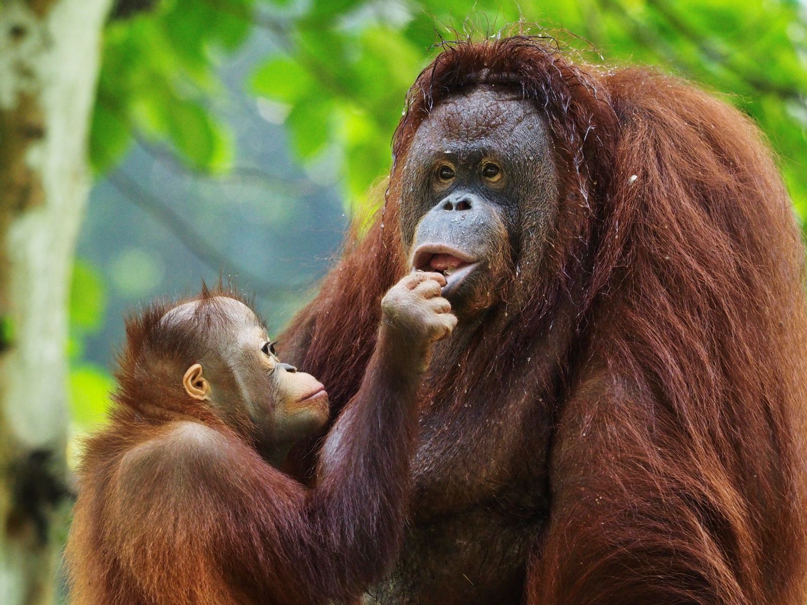 Орангутан в Vinpearl Safari Phu Quoc: большой человекообразный примат с рыжеватой шерстью сидит на деревянной конструкции, отражая разнообразие видов, представленных в сафари-парке на севере Фукуока.