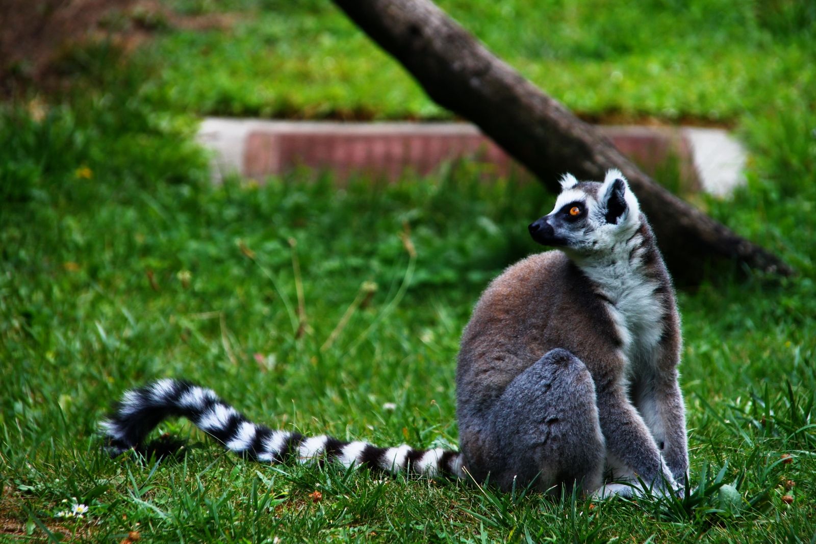 Кольцехвостый лемур в Vinpearl Safari Phu Quoc смотрит прямо в камеру: редкий кадр, который туристы часто увозят с экскурсии, сочетая посещение сафари-парка с отдыхом на пляже морских звёзд.