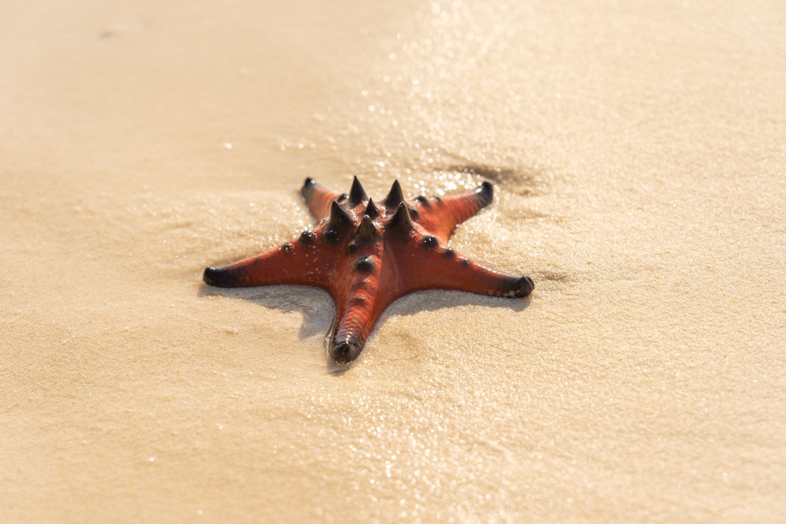 Линия прибоя на Starfish Beach: белый песок, мягкое мелководье и рассыпанные в воде морские звёзды, благодаря которым пляж стал узнаваемым символом Фукуока.