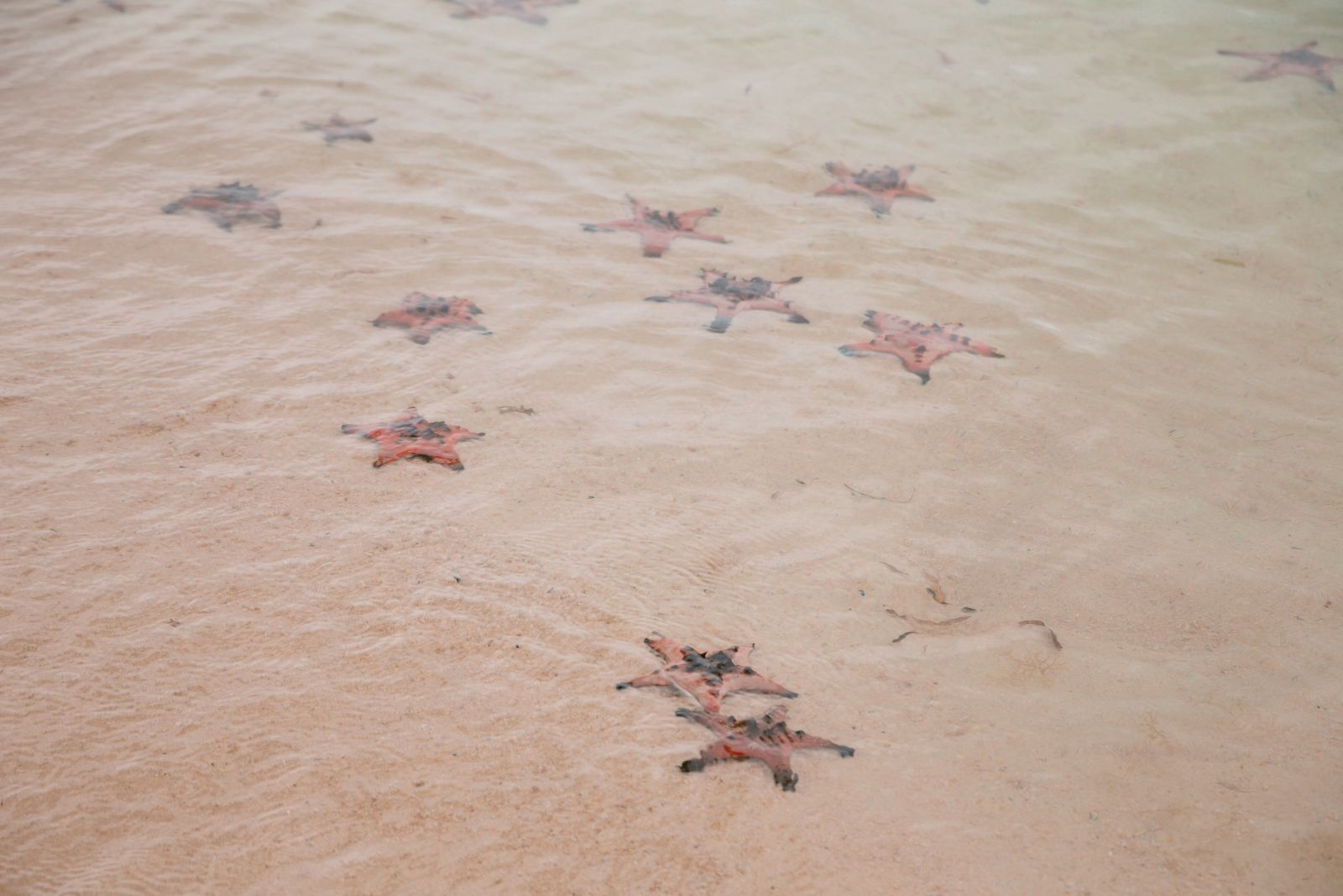 Экскурсия «Инста-пляж с морскими звёздами»: лодка везёт на уединённый кусочек Starfish Beach, где у самой кромки воды живут морские звёзды, стоят шезлонги, гамаки и качели над морем — идеальное место для фото и неспешного отдыха.