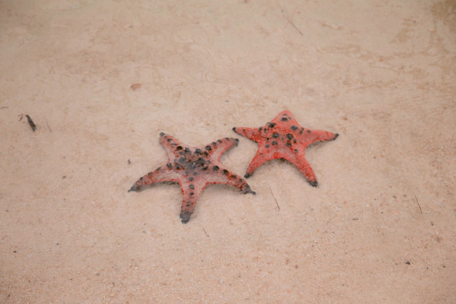 Тур на пляж с морскими звёздами у деревни Рач Вем: небольшой участок берега, белый песок, прозрачная вода и десятки ярко-красных Protoreaster nodosus.