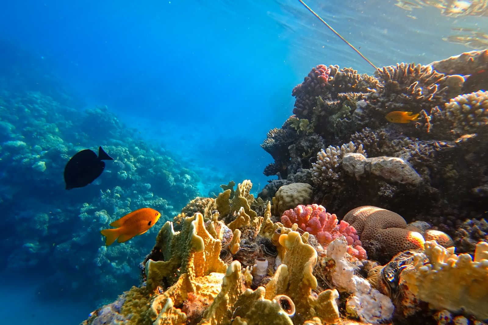 Морской круиз на катамаране по архипелагу Антхой, остановка у острова Гам Ги, гости надевают маски и ласты и изучают живой коралловый риф.