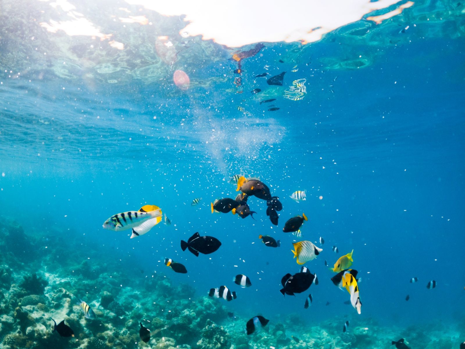 Тур три райских острова архипелага Антхой - Сноркелинг, Сапсёрфинг, Дайвинг, Парасейлинг, Sea Walking, Острова, Коралловый риф.