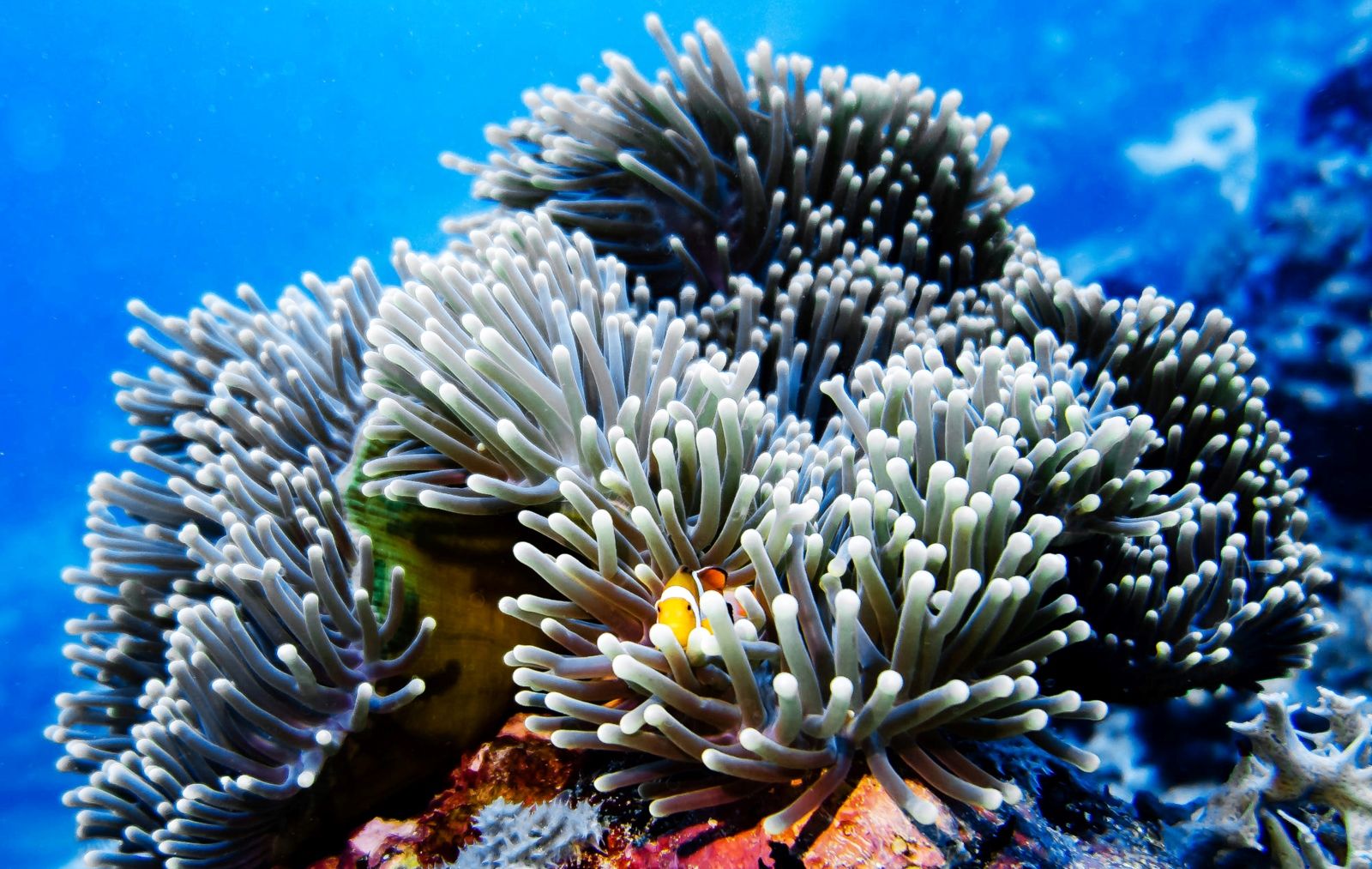 Морской тур по трём островам архипелага Антхой на Фукуоке: морской центр Ocean World, сноркелинг на коралловых рифах и отдых на пляже у Мэй Рут или Монг Тай.